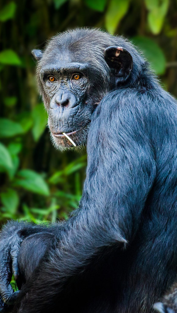 Scimpanzè-zoo-580x1024