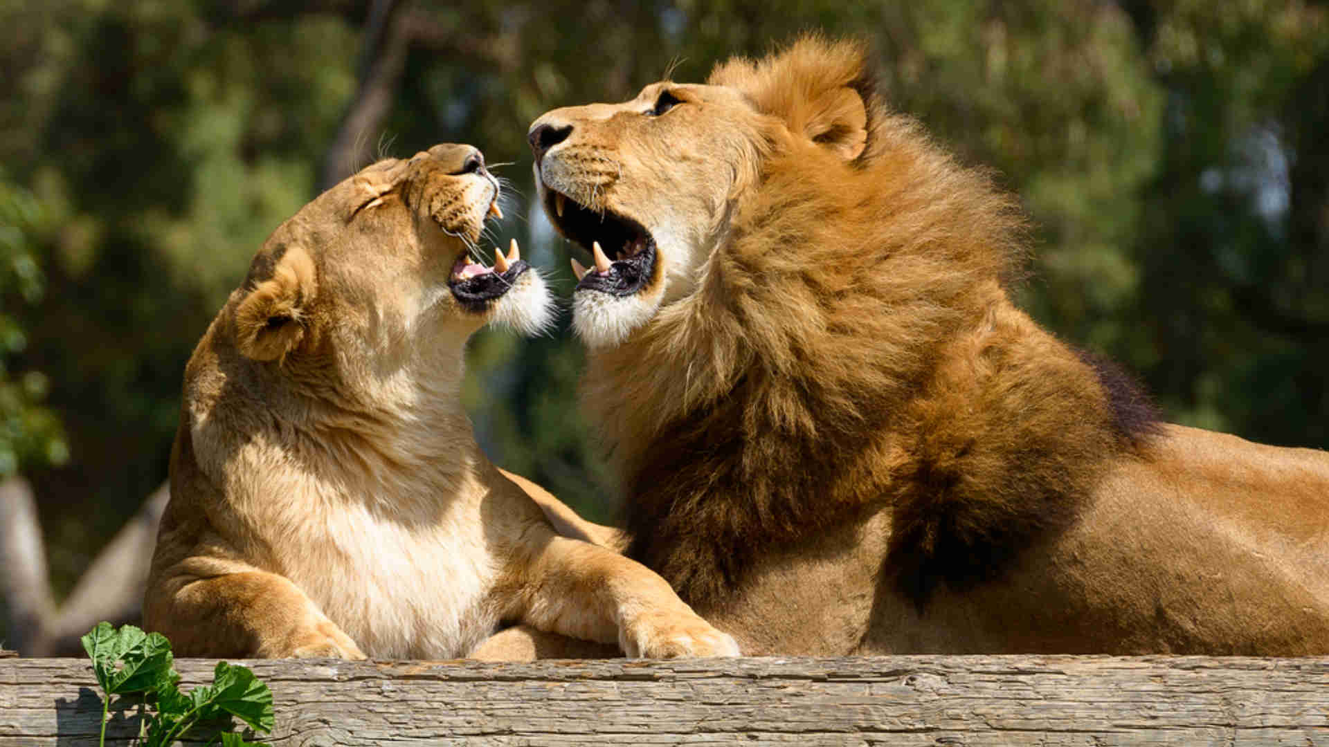 Calendario E Orari ZooSafari