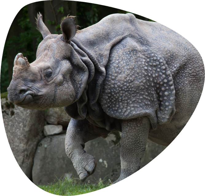 Rhinoceros unicornis_page_004