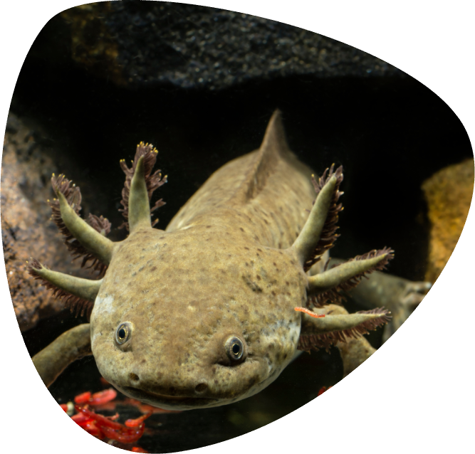 Ambystoma mexicanum, axolotl _001