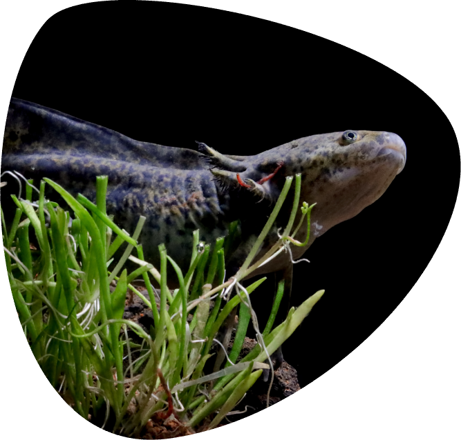 Ambystoma mexicanum, axolotl _002