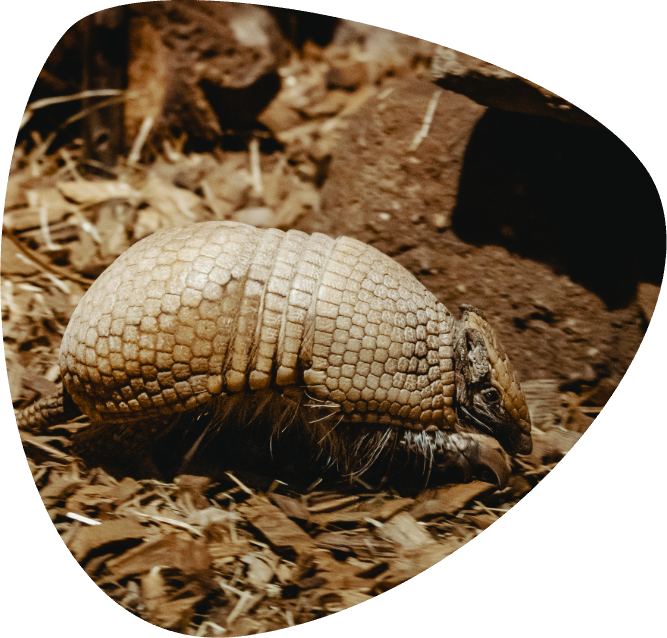 Armadillo dalle tre fasce_001