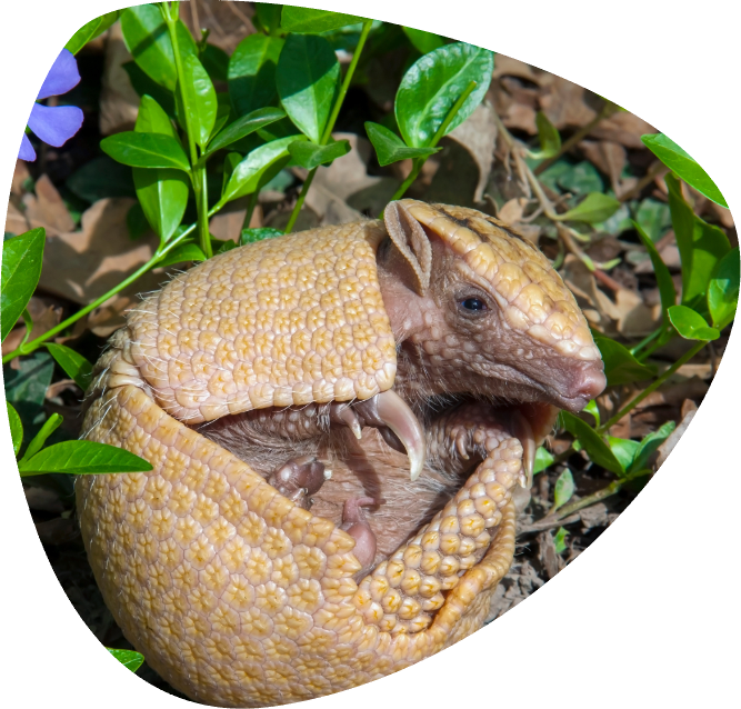 Armadillo dalle tre fasce_002