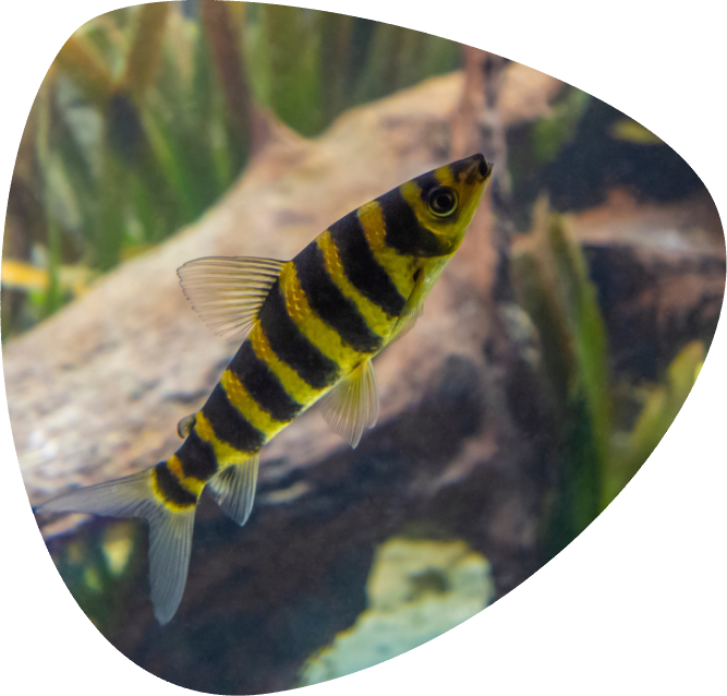 LEPORINUS FASCIATUS_001