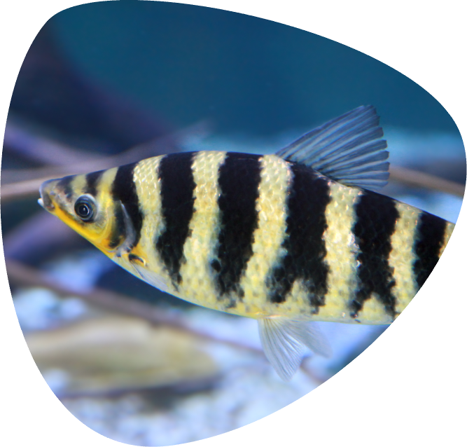 LEPORINUS FASCIATUS_002