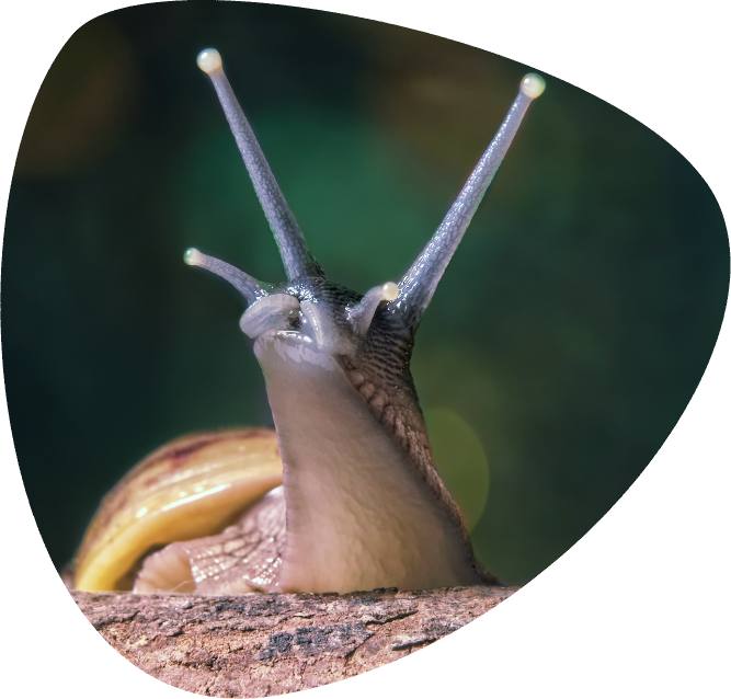 LISSACHATINA FULICA_001