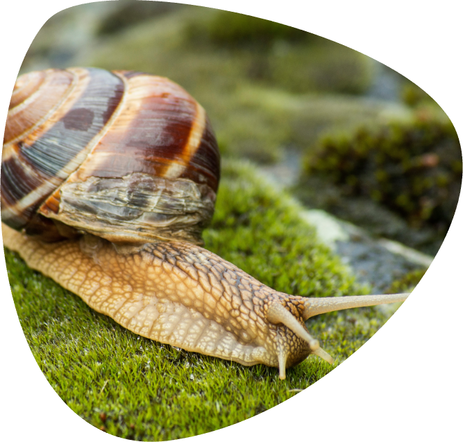 LISSACHATINA FULICA_002