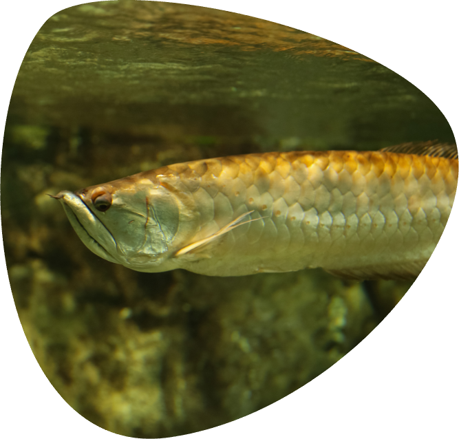 OSTEOGLOSSUM BICIRHOSSUM_003