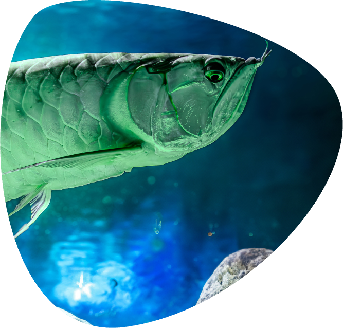 OSTEOGLOSSUM BICIRHOSSUM_004