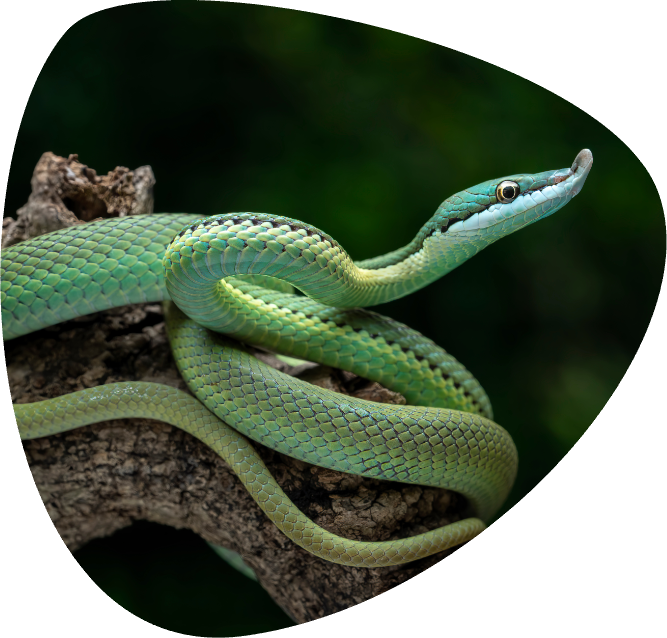 PHILODRYAS BARONI_005