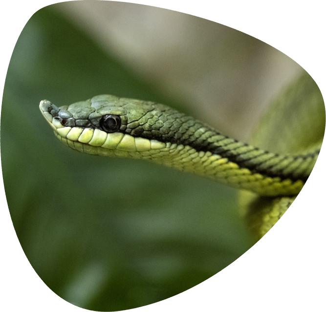 PHILODRYAS BARONI_006