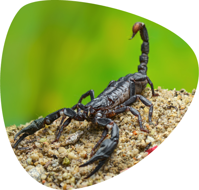 Scorpione gigante _003