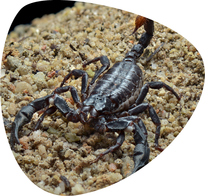 Scorpione gigante _005