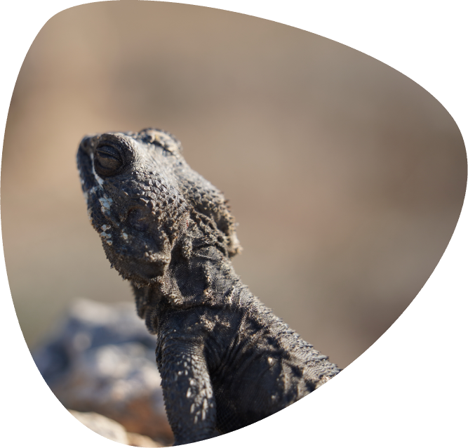 Stellagama stellio_001