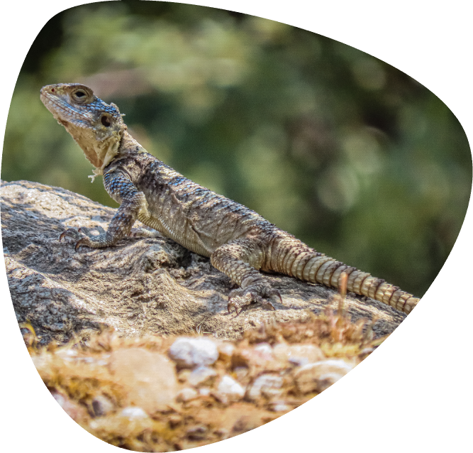 Stellagama stellio_002