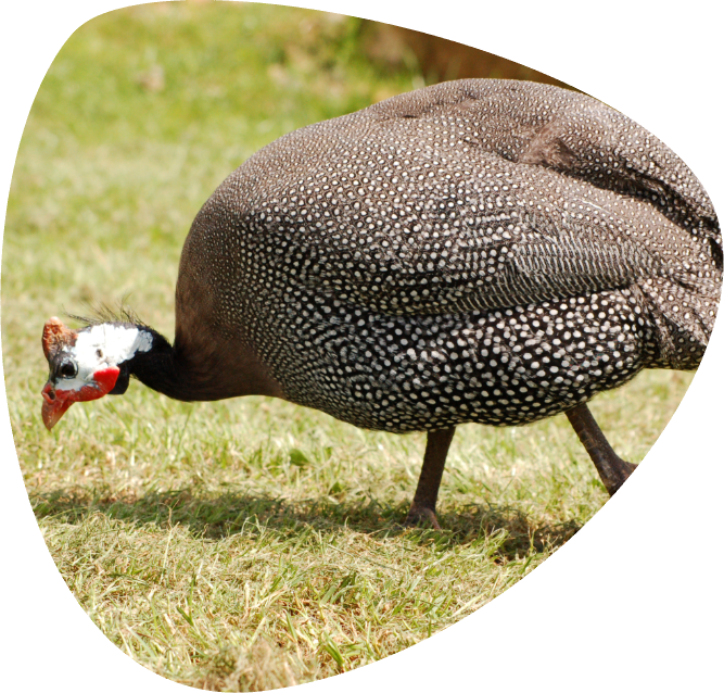 IMG_001_A2 IMG_001_A2