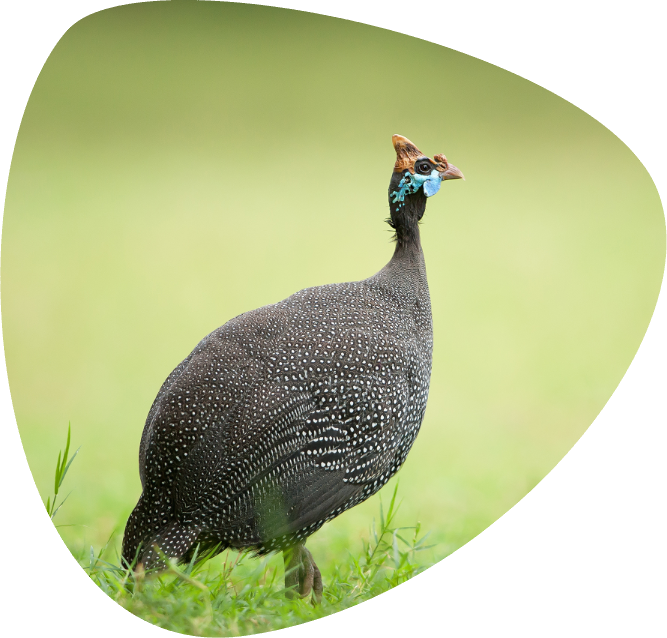 IMG_001_A25 IMG_001_A25